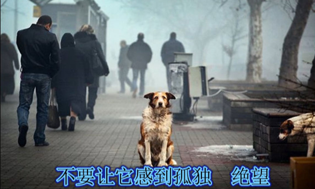 自贡爱影圈微博微信转发案例